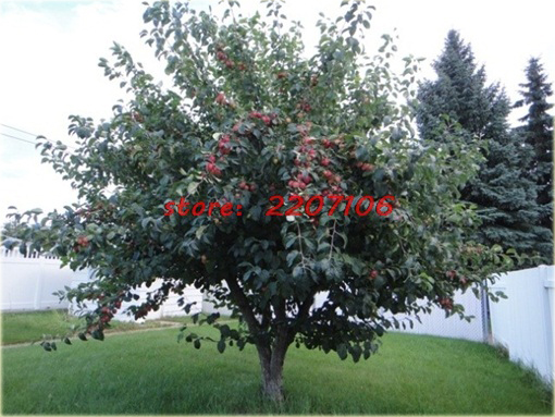 Jabłko Super Słodkie, jabłoń